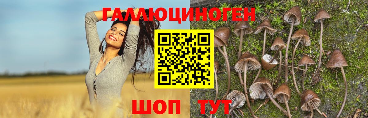 Псилоцибиновые грибы Psilocybe Чебаркуль